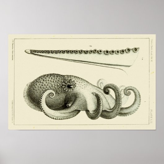 Octopus  Cephalopod Zee Scheppen Kunstafdrukken Poster (Voorkant)
