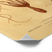 Octopus Cephalopodes  Illustratie Afdrukken Poster (Hoek)