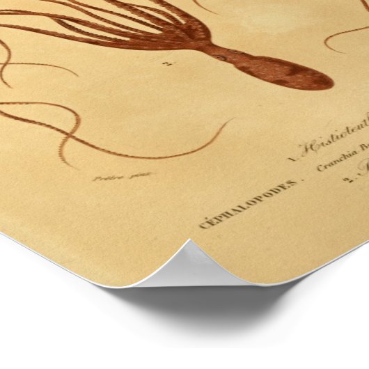 Octopus Cephalopodes  Illustratie Afdrukken Poster (Hoek)