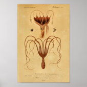 Octopus Cephalopodes  Illustratie Afdrukken Poster (Voorkant)