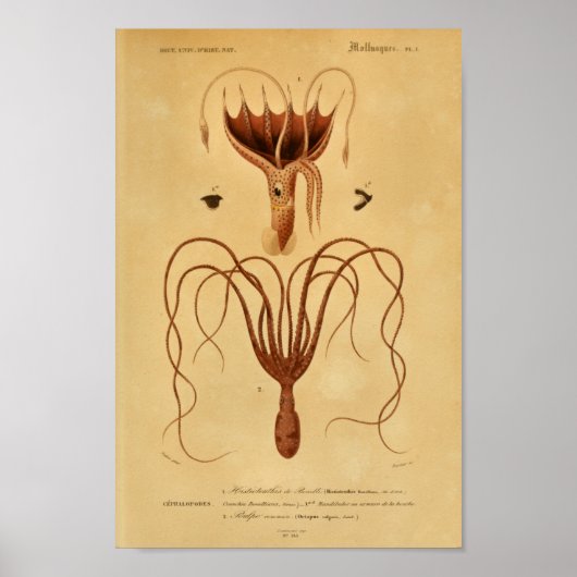 Octopus Cephalopodes  Illustratie Afdrukken Poster (Voorkant)