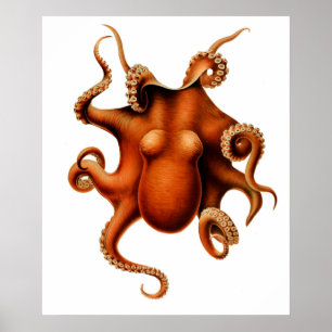 Octopus Die Cephalopod Vintage Poster