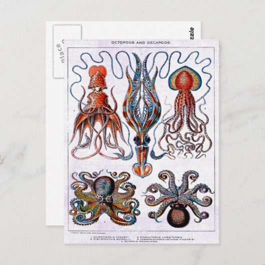 Octopus Educatief Bord Briefkaart (Voorkant / Achterkant)