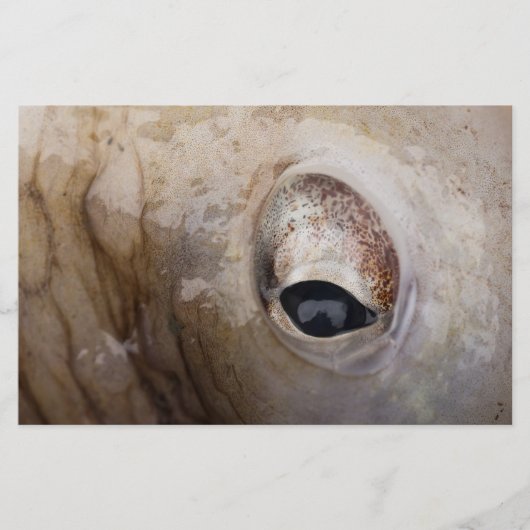 Octopus Eye Briefpapier (Voorkant)