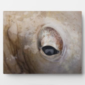 Octopus Eye Fotoplaat (Voorkant)
