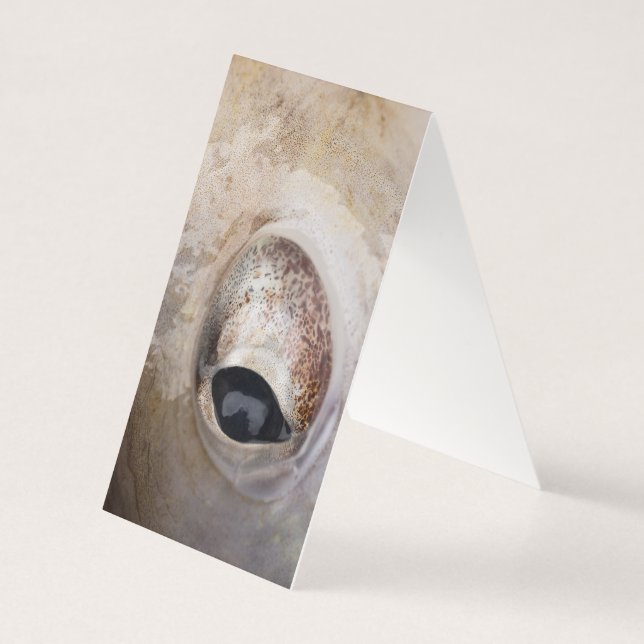 Octopus Eye Kaart (Achterkant)