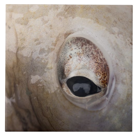 Octopus Eye Tegeltje (Voorkant)