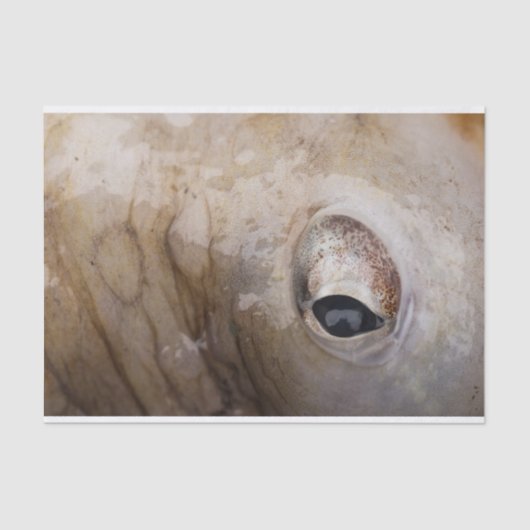 Octopus Eye Tissuepapier (Voorkant)