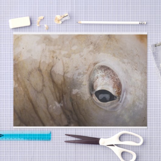 Octopus Eye Tissuepapier (Craft)