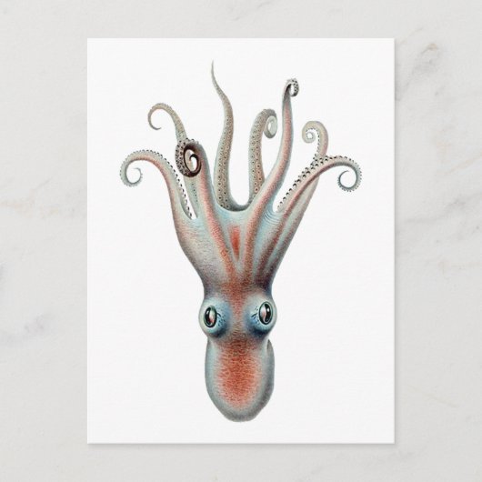 Octopus  Illustratie Briefkaart (Voorkant)