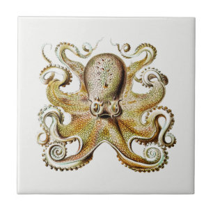 Octopus illustratie door Ernst Haeckel  Tegeltje