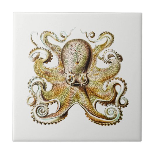 Octopus illustratie door Ernst Haeckel Tegeltje (Voorkant)