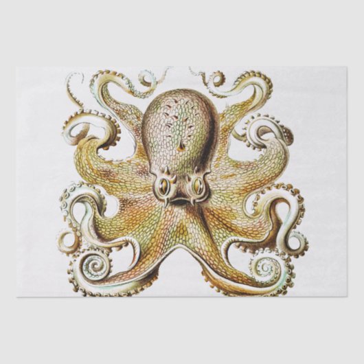 Octopus illustratie door Ernst Haeckel Tissuepapier (Voorkant)