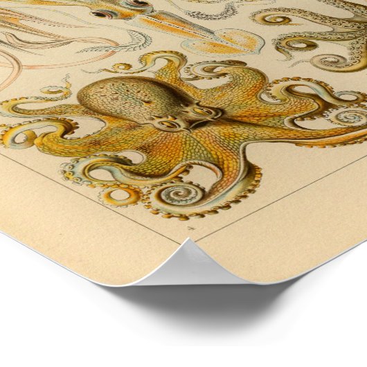 Octopus Kleur Ernst Haeckel Art Afdrukken Poster (Hoek)