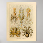  Octopus Kleur Ernst Haeckel Art Afdrukken Poster (Voorkant)