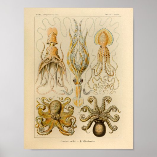  Octopus Kleur Ernst Haeckel Art Afdrukken Poster (Voorkant)
