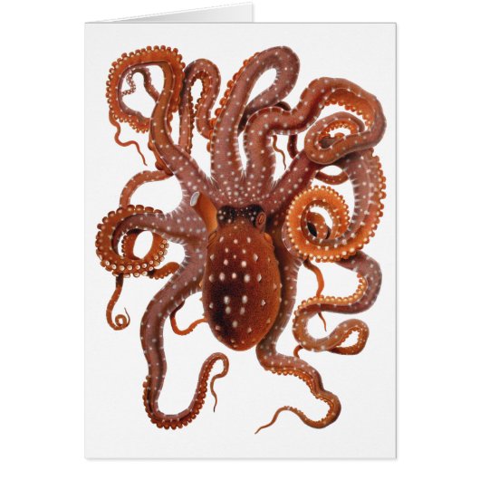Octopus Macropus, Antieke Mariene Waterdieren (Voorkant)