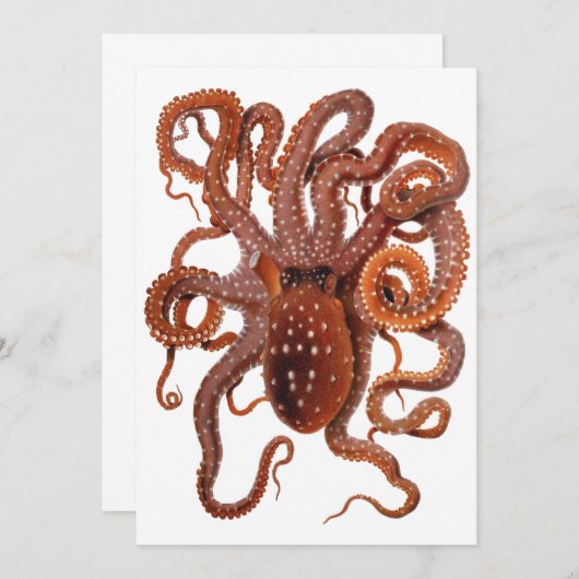 octopus Macropus, zeewaterdieren (Voorkant / Achterkant)