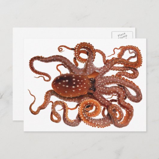 octopus Macropus, zeewaterdieren Briefkaart (Voorkant / Achterkant)