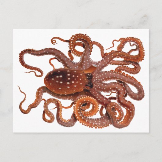 octopus Macropus, zeewaterdieren Briefkaart (Voorkant)