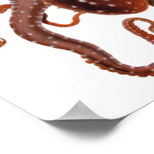  octopus Macropus, zeewaterdieren Poster (Hoek)