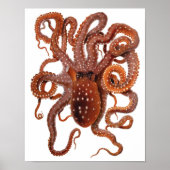  octopus Macropus, zeewaterdieren Poster (Voorkant)