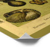 Octopus Nautilus  Zee maakt kunst afdrukken Poster (Hoek)