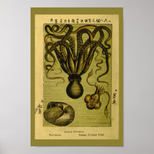 Octopus Nautilus  Zee maakt kunst afdrukken Poster