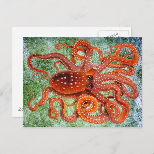Octopus Ocean  Briefkaart (Voorkant / Achterkant)