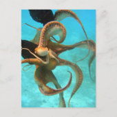 Octopus onderwater briefkaart (Voorkant)