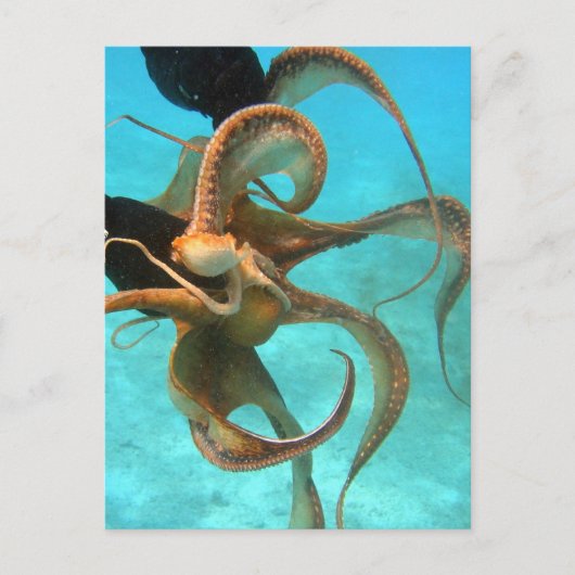 Octopus onderwater briefkaart (Voorkant)