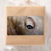 Octopus Oog Etiket (Insitu)