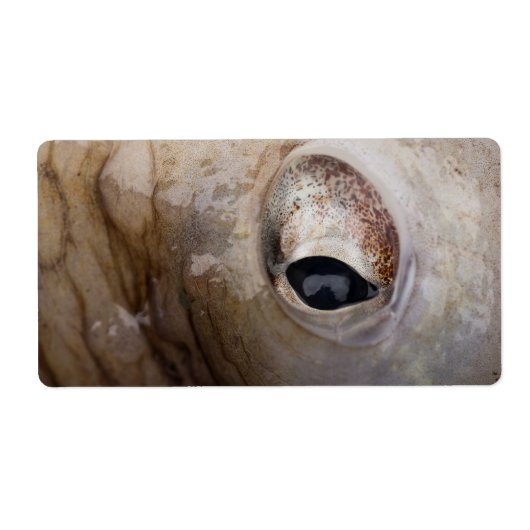 Octopus Oog Etiket (Voorkant)