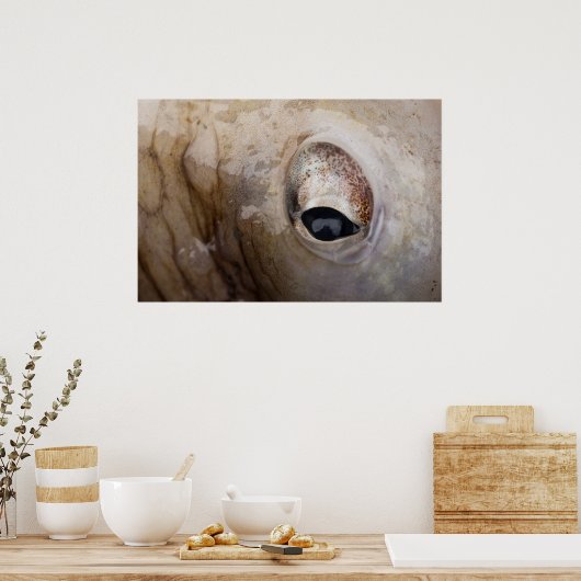 Octopus Oog Poster (Keuken)