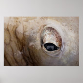 Octopus Oog Poster (Voorkant)