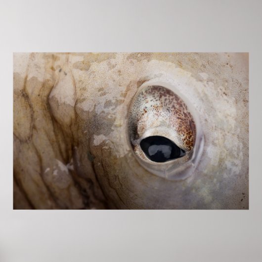 Octopus Oog Poster (Voorkant)