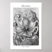  Octopus  Poster (Voorkant)