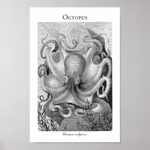  Octopus  Poster