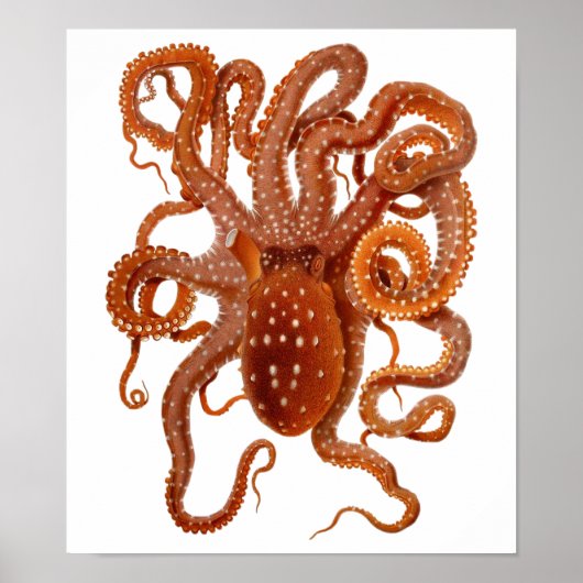 octopus poster (Voorkant)