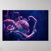 Octopus Poster (Voorkant)