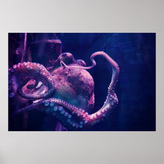 Octopus Poster (Voorkant)