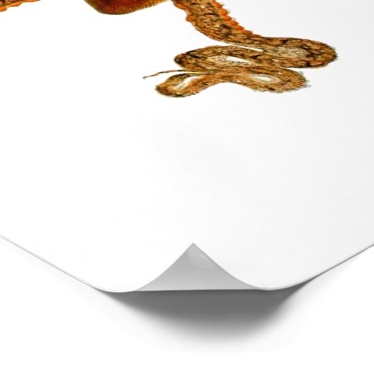 Octopus Print No.3 Cephalopod Zee Creature Art (Hoek)