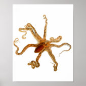 Octopus Print No.3 Cephalopod Zee Creature Art (Voorkant)