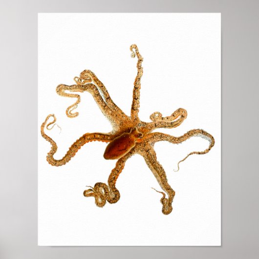 Octopus Print No.3 Cephalopod Zee Creature Art (Voorkant)