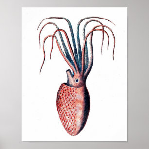Octopus Print No.4 Cephalopod Zee Creature Art