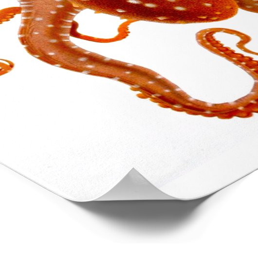 Octopus Print No.6 Cephalopod Zee Creature Art (Hoek)