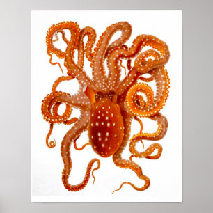 Octopus Print No.6 Cephalopod Zee Creature Art