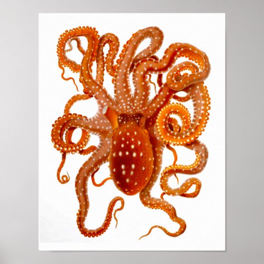 Octopus Print No.6 Cephalopod Zee Creature Art (Voorkant)