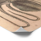  Octopus Print Zee Life Illustratie (Hoek)