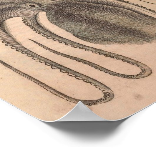  Octopus Print Zee Life Illustratie (Hoek)